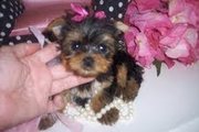 MALE AND FEMALE YORKIE PUPPIES FOR ADOPTION