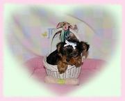 x-mass akc yorkie puppies for adoption