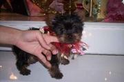 x-mass akc yorkie puppies for adoption