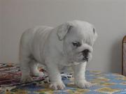akc english bulldog puppies for adoption