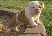 English bull dog puppies
