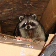 Locust Valley NY Raccoon Trapping Animal Removal 516-360-2904
