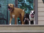 Glorified Pet Sitters at Your Service! www.atlpetsllc.net