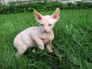 Sphynx Kitten for Sale