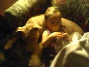 American Pitbull Studding service