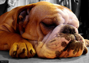 Pet Sitting and Dog Walking Services NY