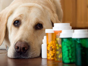 pet medications 