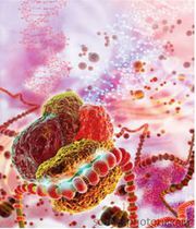 Transfected Stable Cell Lines at www.creative-biogene.com 