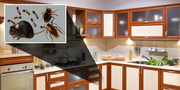 Pest Control Service Philadelphia