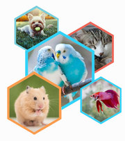 Pet Shop San Antonio