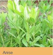 New Life Online Nursery