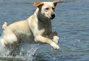 Official Service Dog Registry 