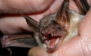 Bat Removal Services in Atlanta