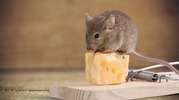 Rat Removal Services in Atlanta