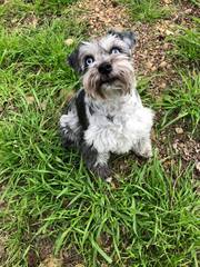 Dog Boarding Magnolia TX | The Barkly Pet Retreat & Spa