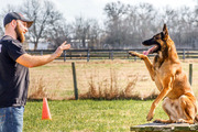 HousE TraiNiNG a DoG