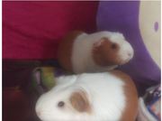 Know How Does Guinea Pig Bedding Help Your Pets Thrive? 