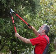 Stump Removal Services - Tree Services Cape Coral