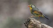 India birding tours best