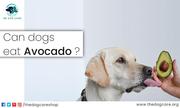 Can Dogs Eat Avocado