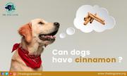 Can Dogs Eat Cinnamon