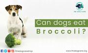 Can Dogs Eat Broccoli