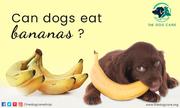 Can Dogs Eat Bananas