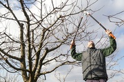 Quality Tree Trimming in Westwood NJ - New Jersey