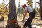 Las Vegas Tree Removal