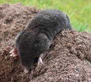 Expert ground mole removal services