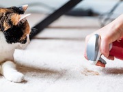 Pet urine cleaning services | Farriss Carpet and Cleaning Services