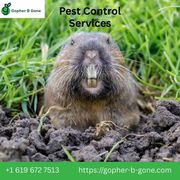 San Diego Gopher & Rodent Control – Trusted Since 1991