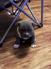 Rehome-TriFawn - Pit bull/bully pups (Dallas)