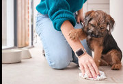 Professional Dog Poop Cleanup & Pet Waste Removal Services in Surprise
