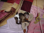ADORABLE CAPUCHIN MONKEYS PERFECT GIFT(nuala.powell@live.com)