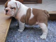 AdorableMale Female English Bulldog Puppies For Adoption