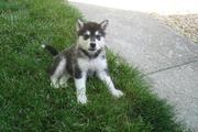 wonderful alaskan malamute puppies for sale.