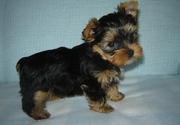 Friendly Yorkie Puppies