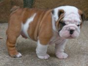 ADORABLE ENGLISH BULDOG FOR ADOPTION