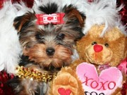 free Tea-Cup Yorkies Available For Adoption