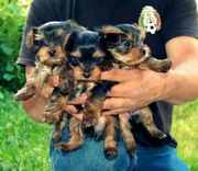 Cute And Adorable Teacup Yorkie Puppies For Free Adoption