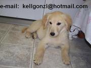 Golden retriever puppy