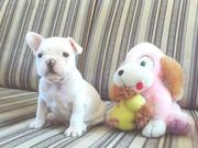 Adorable French Bulldog Puppies