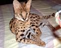 We are stud breeders of Ocelot, caracals, serv al, bengal and Savannah F1