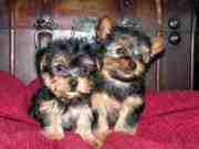 yorkies for free adoption