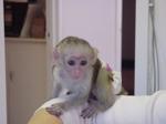 Tamed Capuchin Monkeys For Free Adoption