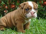 CHRISTMAS English Bulldog Puppies For Adoption 