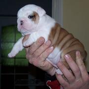 akc english bulldog puppies for adoption