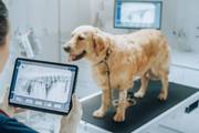 Ultrasound for Pets: See Beyond the Symptoms